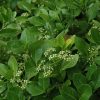 Manhattan Euonymus #3 - Image 3